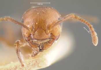 Media type: image; Entomology 22891   Aspect: head frontal view